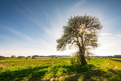Paysage en Bavière avec un arbre en fleurs au printemps