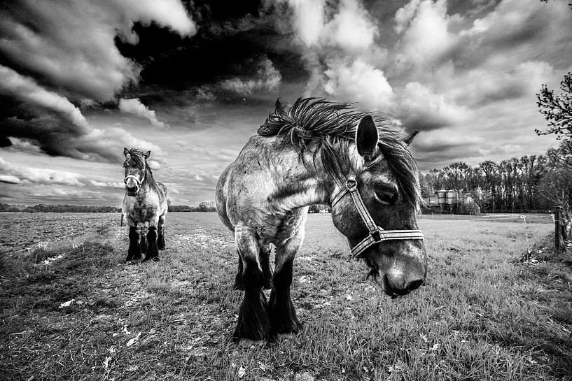 HDR Paarden in de Wei van Brian Morgan