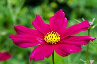 Roze bloem van Jolanda van Eek en Ron de Jong thumbnail