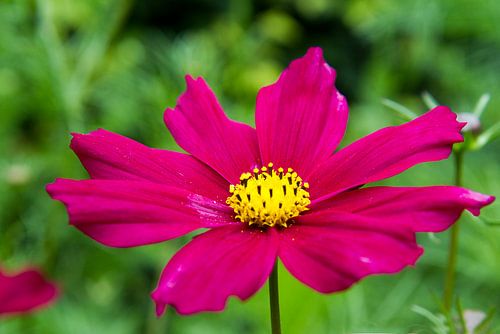 Pink flower