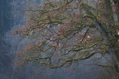 Enchanted tree in fog in winter