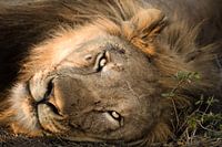 Lion Portrait 