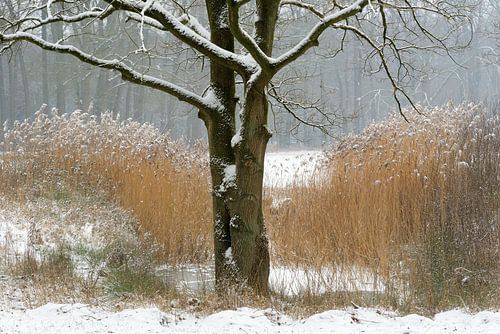 koud landschap met sneeuw