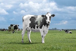 vache pie, noir et blanc, vaches, ferme sur M. B. fotografie