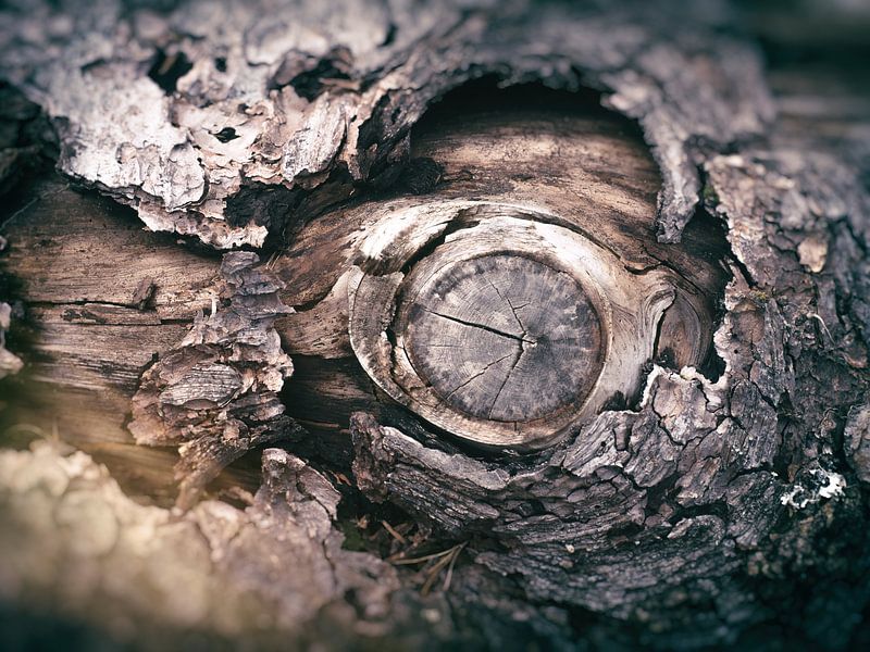 Ds Auge im Baumstumpf von Dirk Bartschat