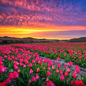 Tulpen auf Texel. von Justin Sinner Pictures ( Fotograaf op Texel)