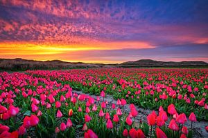 Tulpen auf Texel.