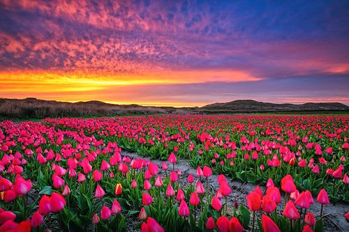 Tulpen op Texel. van Justin Sinner Pictures ( Fotograaf op Texel)