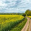 Rapeseed fields in Lemiers, South Limburg by John Kreukniet