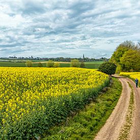 Champs de colza à Lemiers, dans le Limbourg méridional sur John Kreukniet
