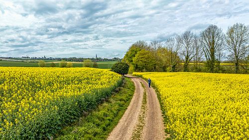 Rapeseed fields in Lemiers, South Limburg by John Kreukniet