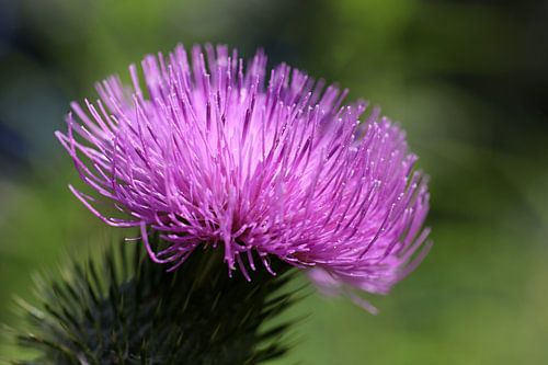 close-up of a colourful purple spear thistle flower, cirsium vulgare against a green background