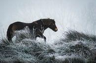 Winter paard van AnyTiff (Tiffany Peters) thumbnail