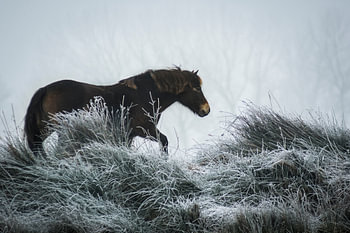 Winter paard