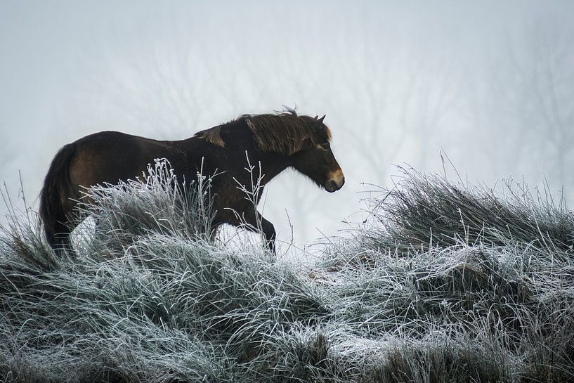 Winter horse von AnyTiff (Tiffany Peters)