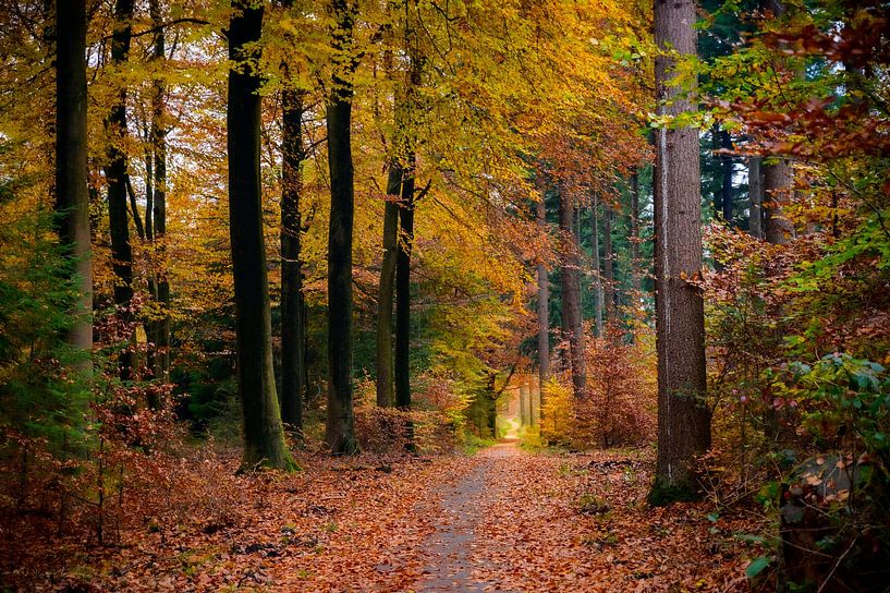 Chemin à travers une forêt de hêtres à l'automne par Sjoerd van der Wal Photographie