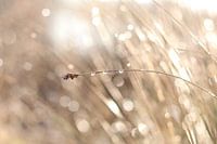 Teardrops