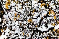 Winterworms