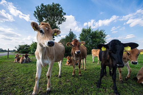 Jersey Koeien in Nederland