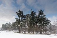 Winterlandschap van Anton de Wolff thumbnail