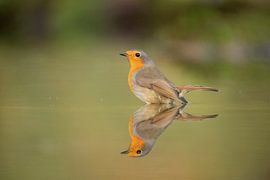 Robin, Erithacus rubecula, dans le bain