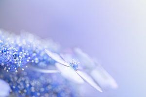 Blaue Hortensie mit zartem Pastell-Look