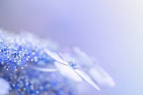 Blue hydrangea with soft pastel look