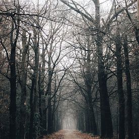 Moody forest by Eveline Gijsbers