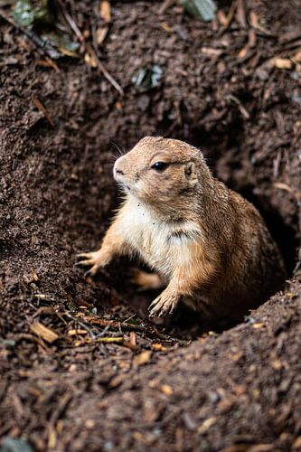 Dierentuin in Duitsland