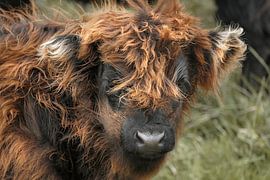 Highland calf by Carla van Zomeren
