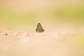 butterfly by Marian Le Pair - van Os