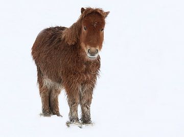 Mini paardje in de sneeuw van MSP Canvas