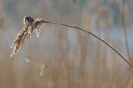 Anches barbues dans les roseaux en hiver
