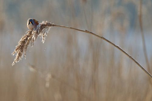 Baardmannetje in het riet in de winter