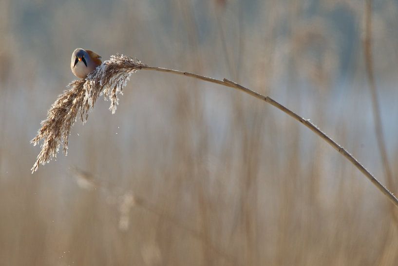 Baardmannetje in het riet in de winter van Jeroen Stel
