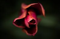 roze tulp met prachtige scherptediepte