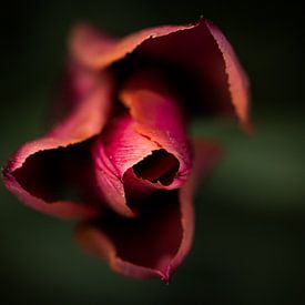 roze tulp met prachtige scherptediepte van Jovas Fotografie