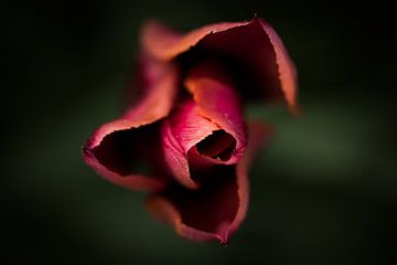 roze tulp met prachtige scherptediepte von Jovas Fotografie