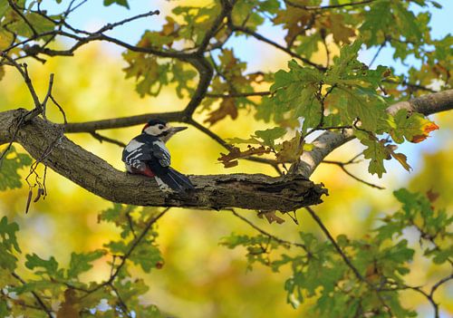 bonte specht in boom