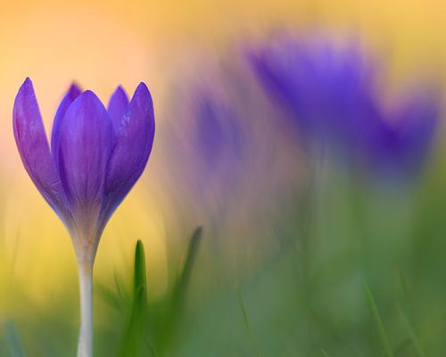 Krokusse im sanften Abendlicht