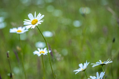 Daisies everywhere