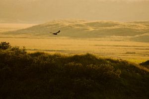Flying Marsh Harrier by Beschermingswerk voor aan uw muur