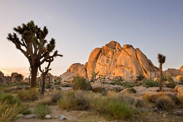 Joshua Tree N.P. by Antwan Janssen