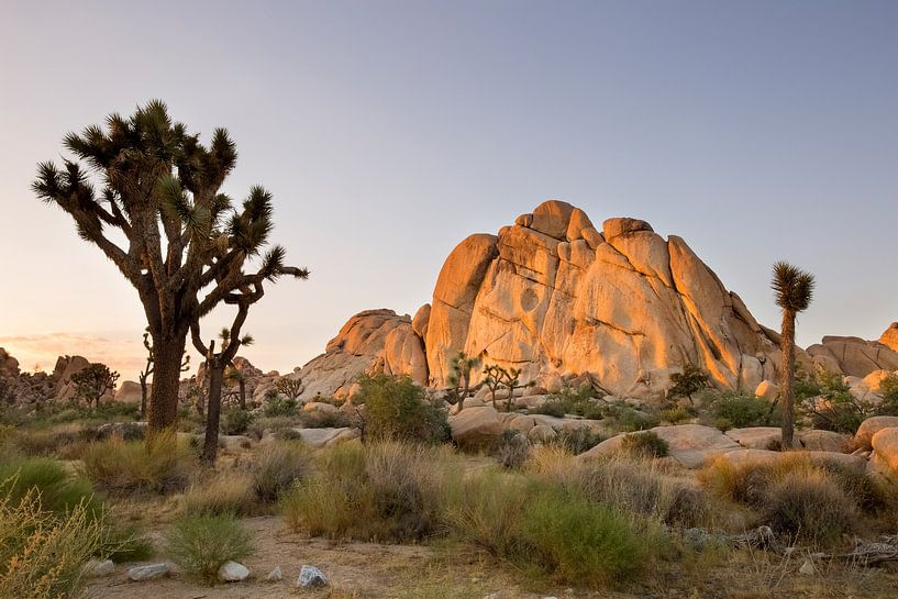 Joshua Tree N.P. van Antwan Janssen