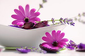 Violettes Blumenpotpourri – Elegante Blütenkomposition
