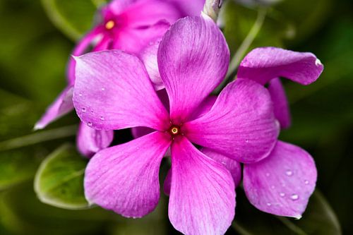 Zarte rosa Tropenblume mit strahlenden Blütenblättern