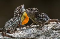 Gevecht tussen twee mannetjes anolis hagedissen op Aruba
