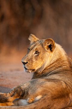 Jonge leeuw in avondzon (portret) van YvePhotography