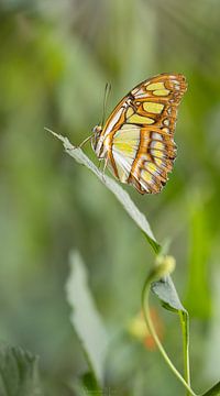 Green Butterfly van Shanna van Mens Fotografie