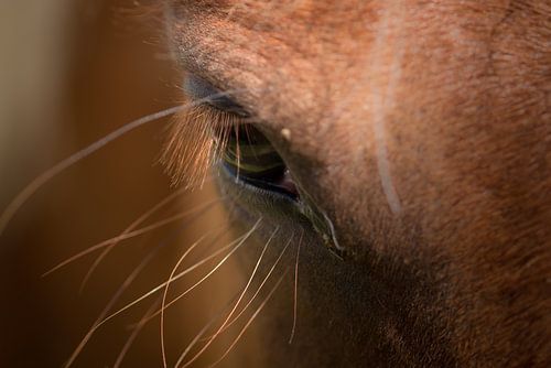 Paardenoog von Mariska Geschiere